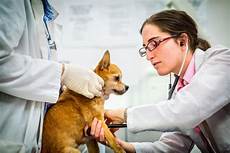 Animal Medicine
