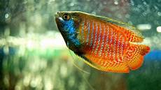 Fish Medicines