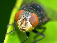 Forest Pests Medicine