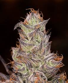 Herbal Drops