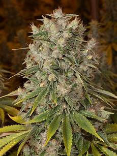 Herbal Drops