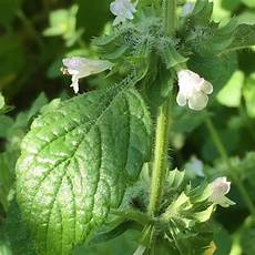 Herbal Massage Creams