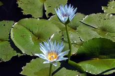 Herbal Water