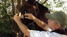 Horse Medicines