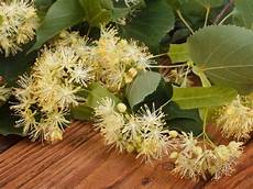 Linden Herbal Tea