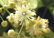 Linden Herbal Tea