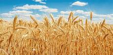 Wheat Germ