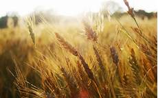 Wheat Germ