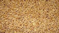 Wheat Germ