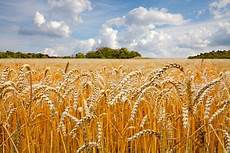 Wheat Germ